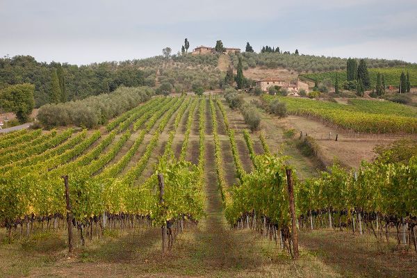 Eggers, Julie 아티스트의 Italy-Tuscany Rows of grape vines in a vineyard in Tuscany작품입니다.